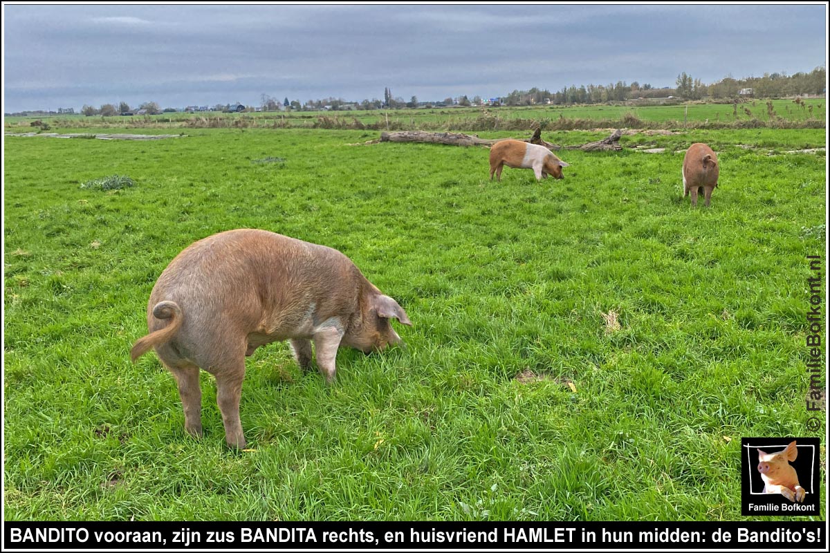 BANDITO vooraan, zijn zus BANDITA rechts, en huisvriend HAMLET in hun midden: de Bandito's!