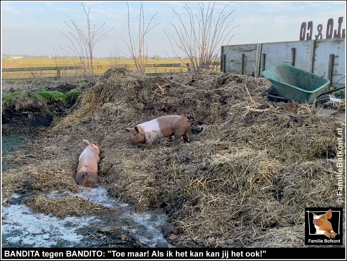 BANDITA tegen BANDITO: Toe maar! Als ik het kan kan jij het ook!