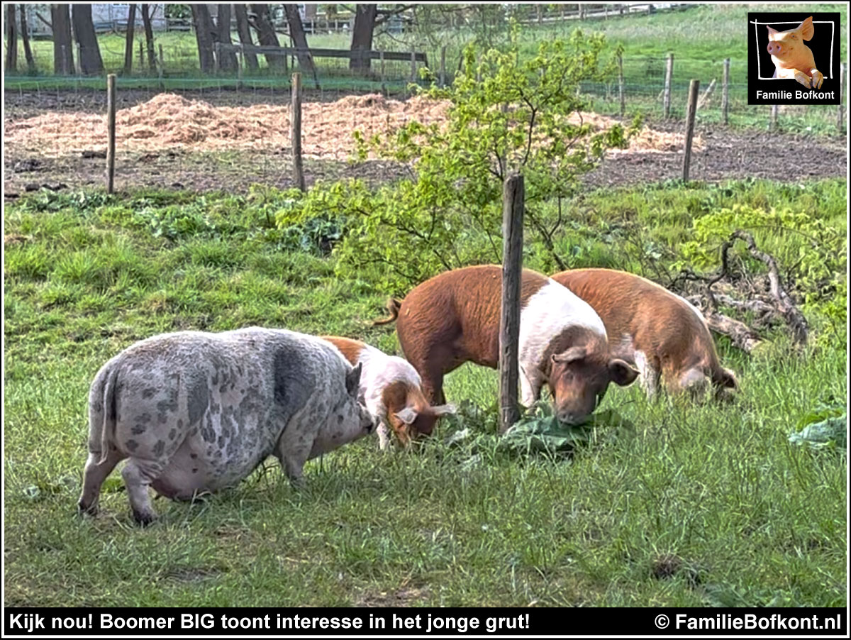 Kijk nou! Boomer BIG toont interesse in het jonge grut!