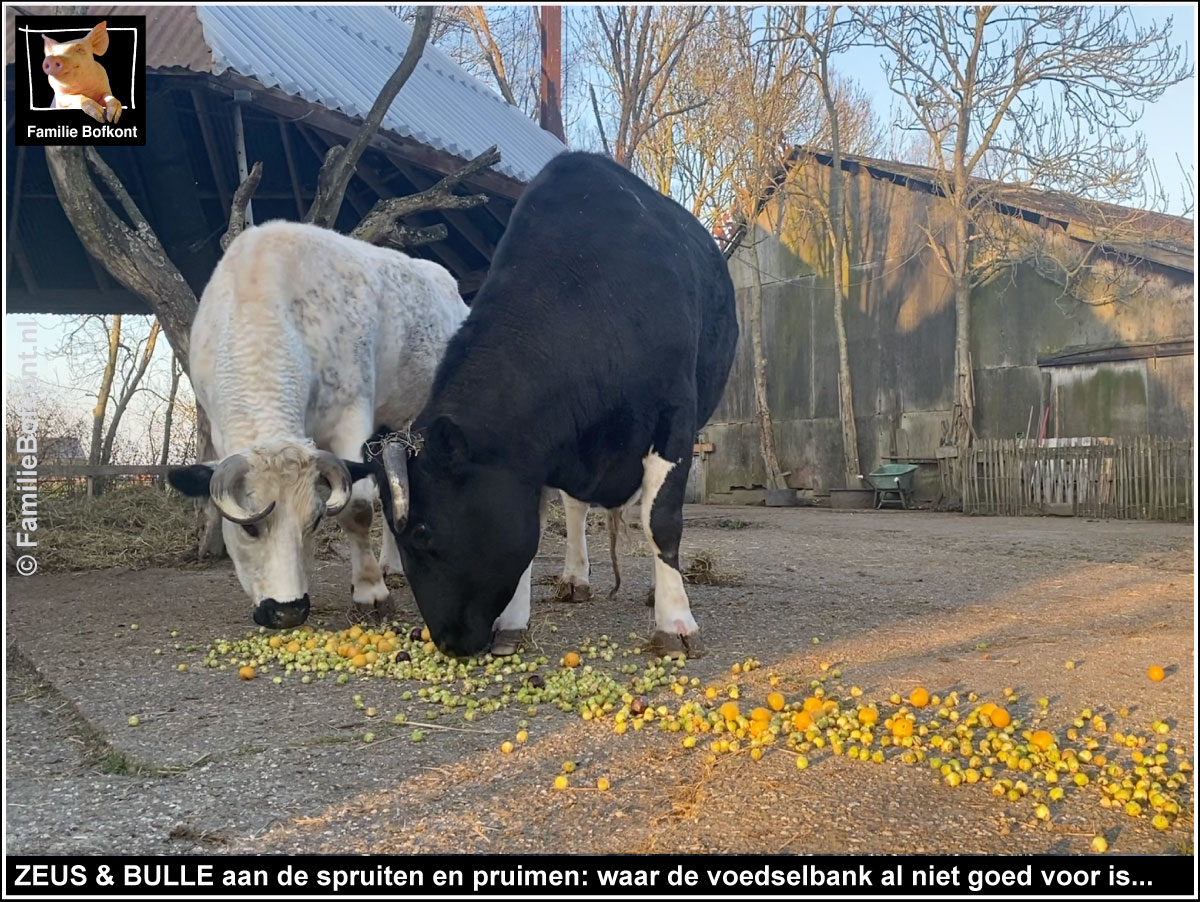 ZEUS & BULLE aan de spruiten en pruimen: waar de voedselbank al niet goed voor is...