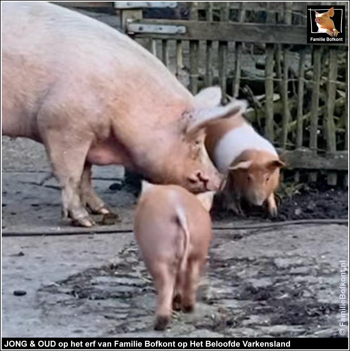 JONG & OUD op het erf van Familie Bofkont op Het Beloofde Varkensland