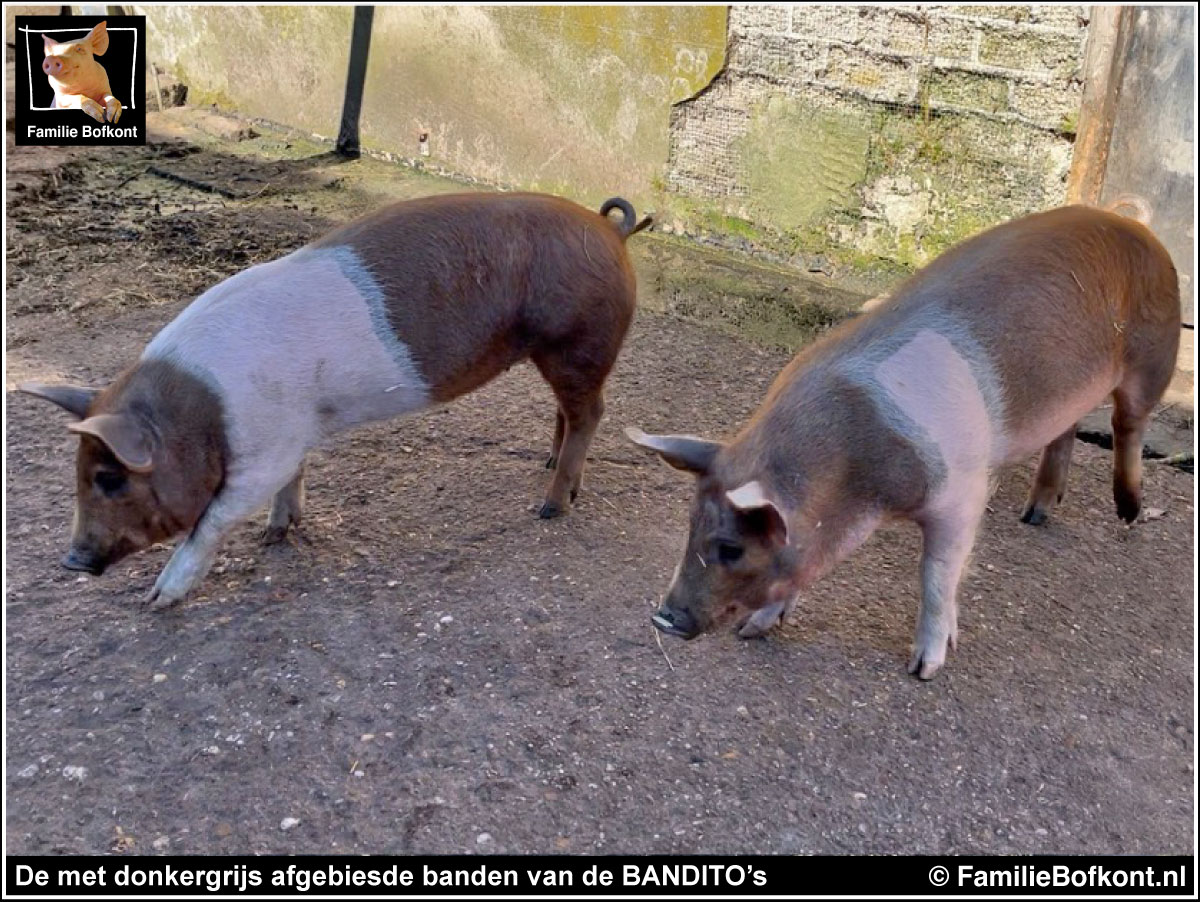 De met donkergrijs afgebiesde banden van de BANDITO’s