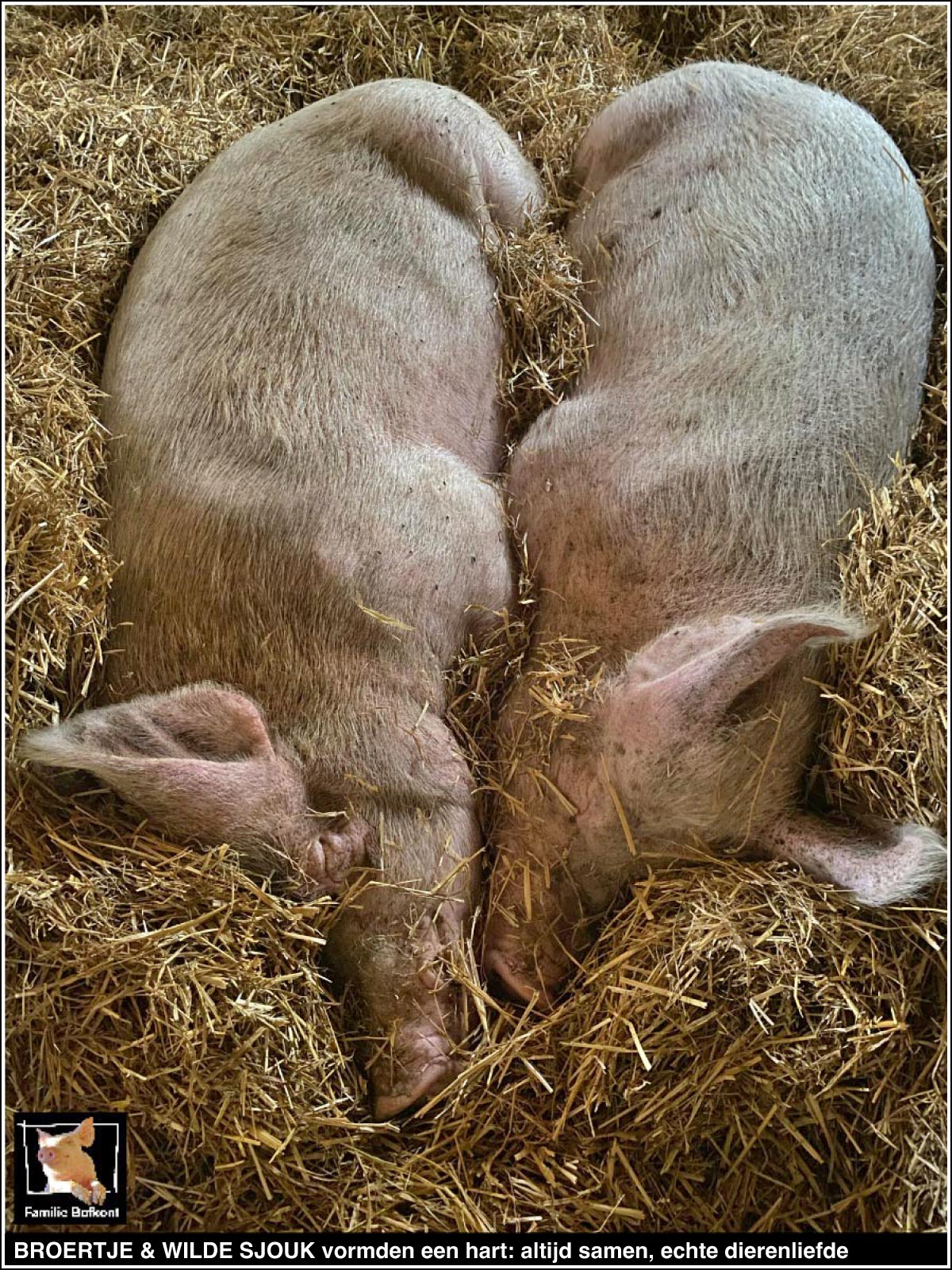 BROERTJE & WILDE SJOUK vormden een hart: altijd samen, echte dierenliefde