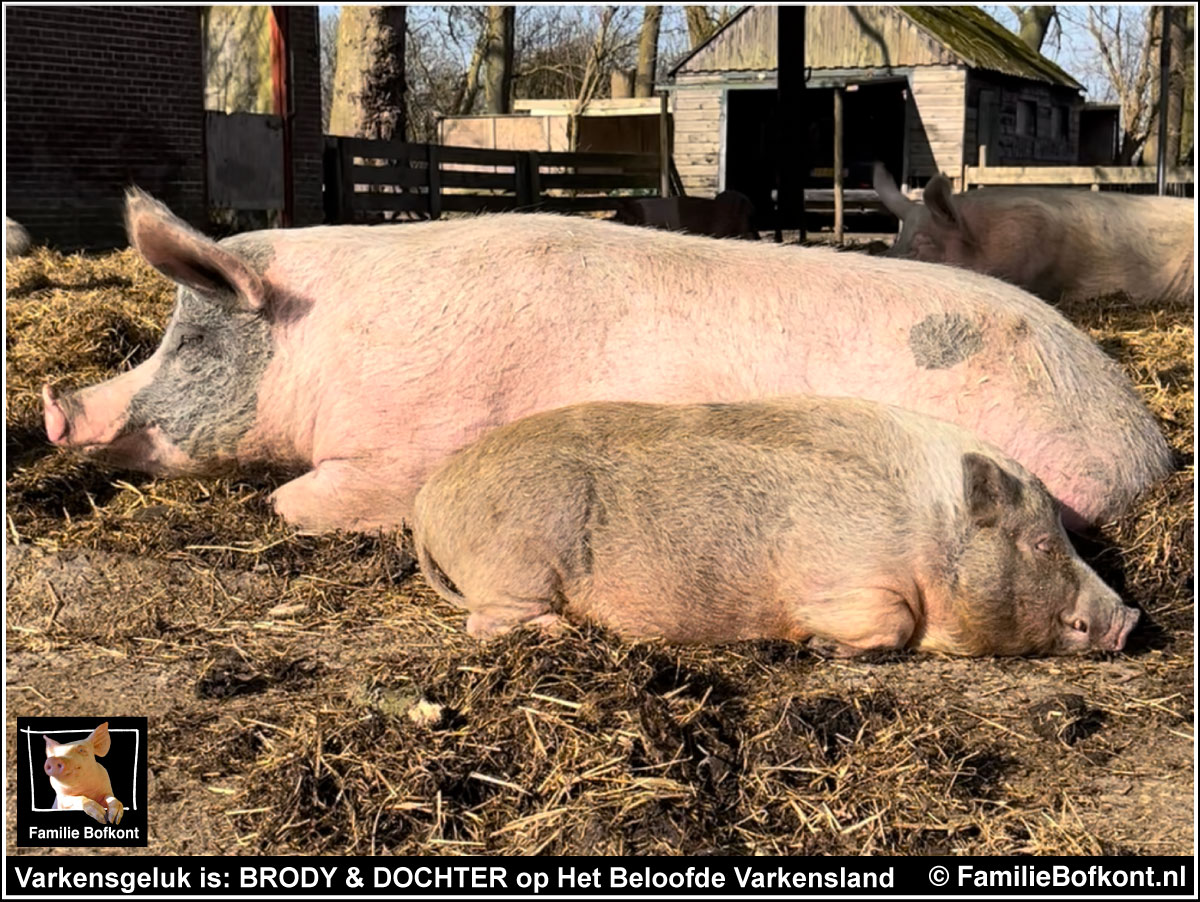 Varkensgeluk is: BRODY & DOCHTER op Het Beloofde Varkensland