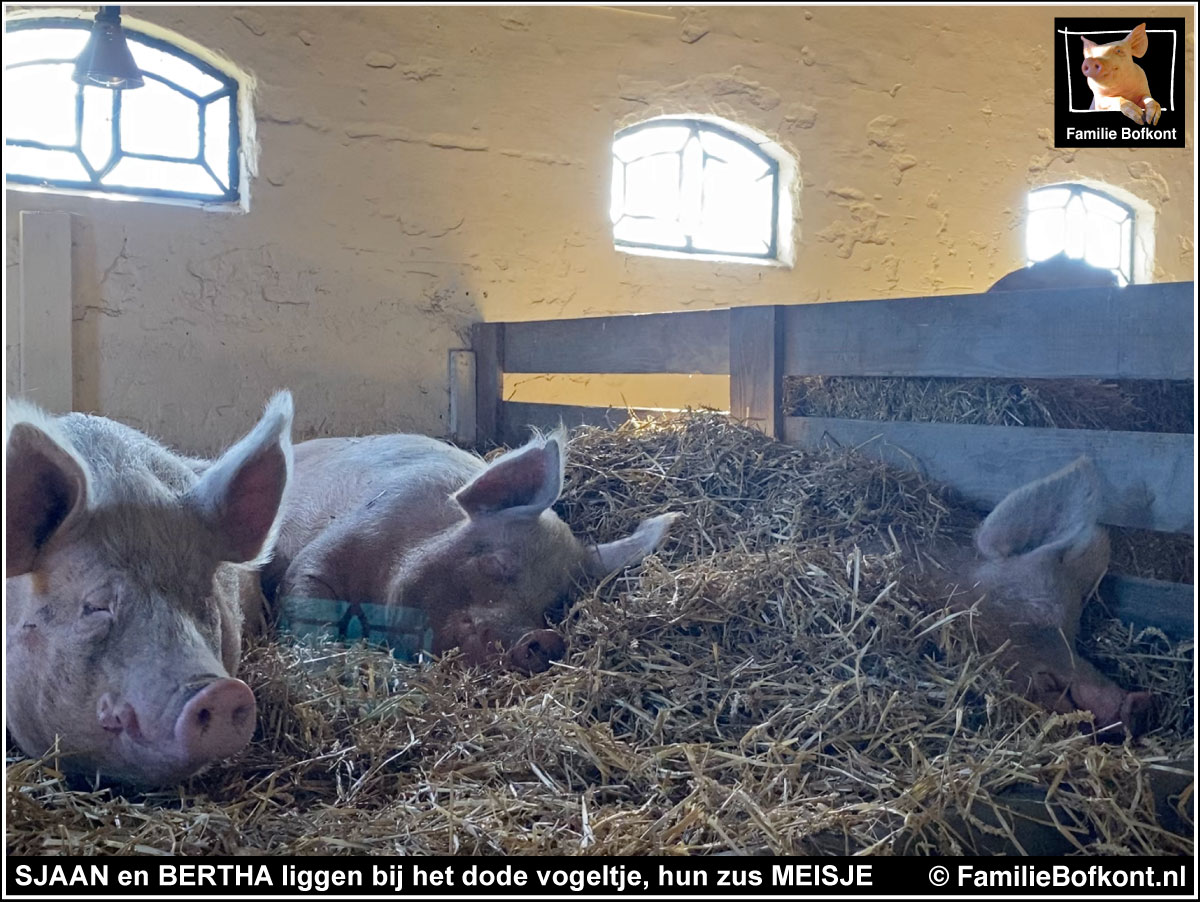 SJAAN en BERTHA liggen bij het dode vogeltje, hun zus MEISJE