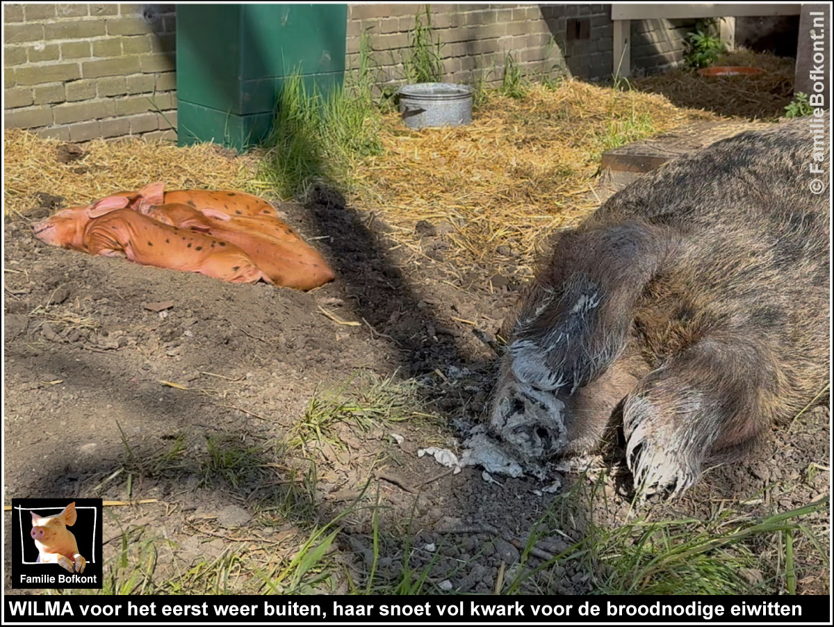 WILMA voor het eerst weer buiten, haar snoet vol kwark voor de broodnodige eiwitten