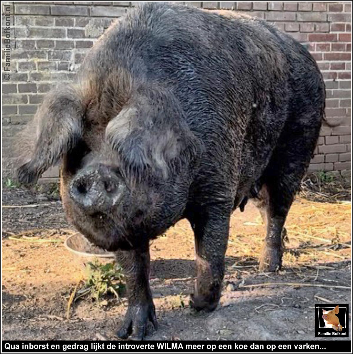 Qua inborst en gedrag lijkt de introverte WILMA meer op een koe dan op een varken...