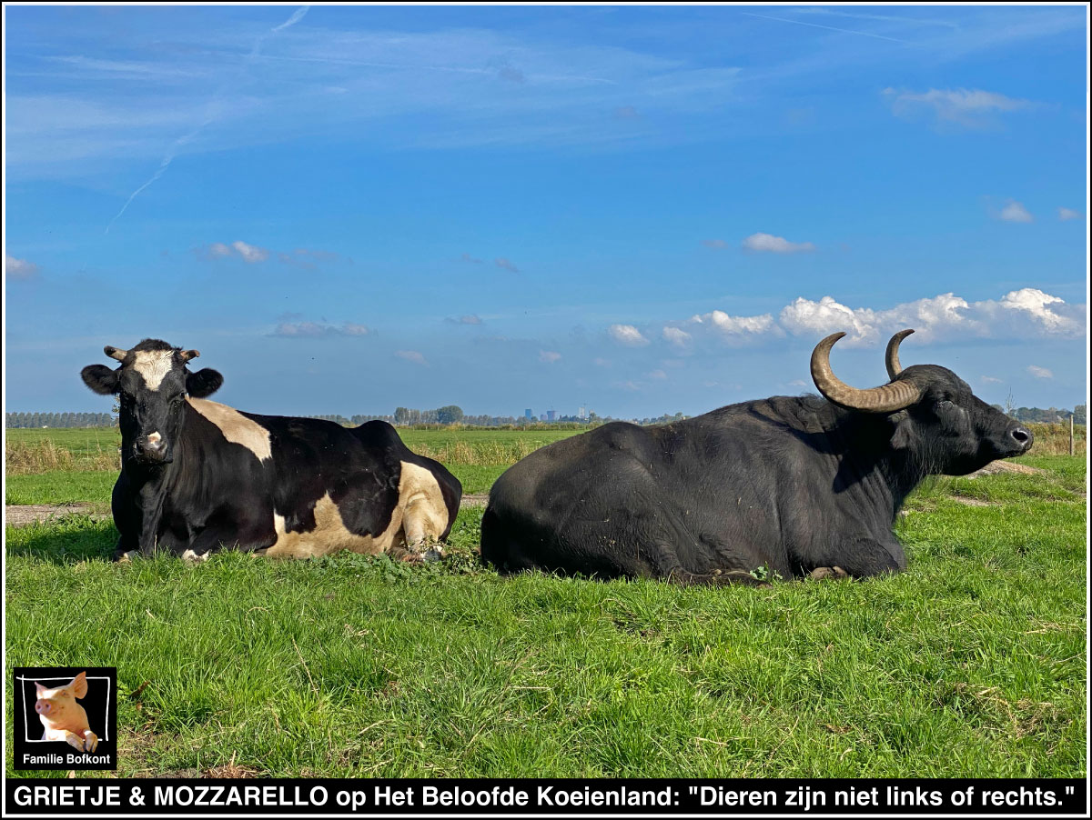 GRIETJE & MOZZARELLO op Het Beloofde Koeienland: Dieren zijn niet links of rechts.
