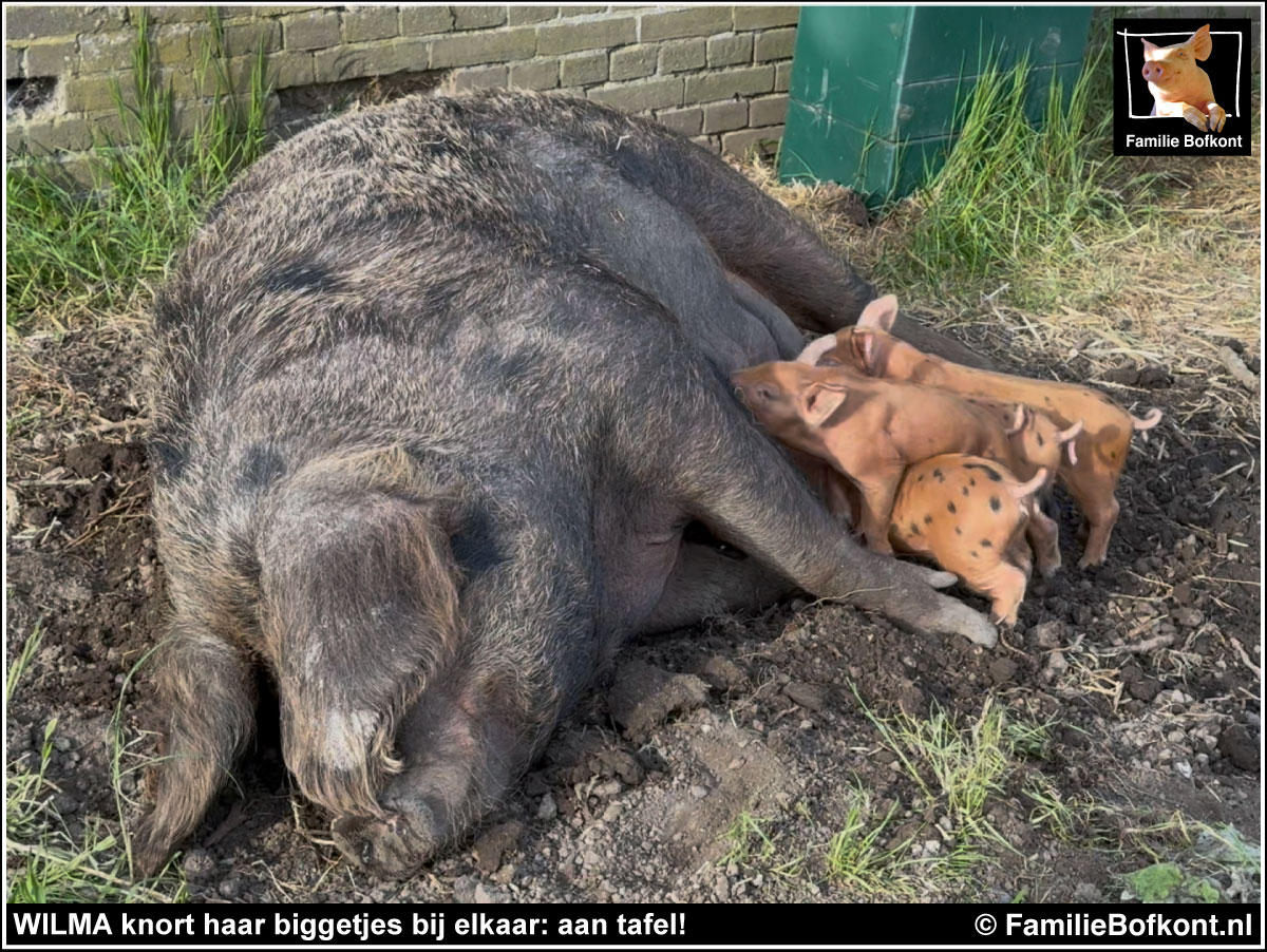 WILMA knort haar biggetjes bij elkaar: aan tafel!