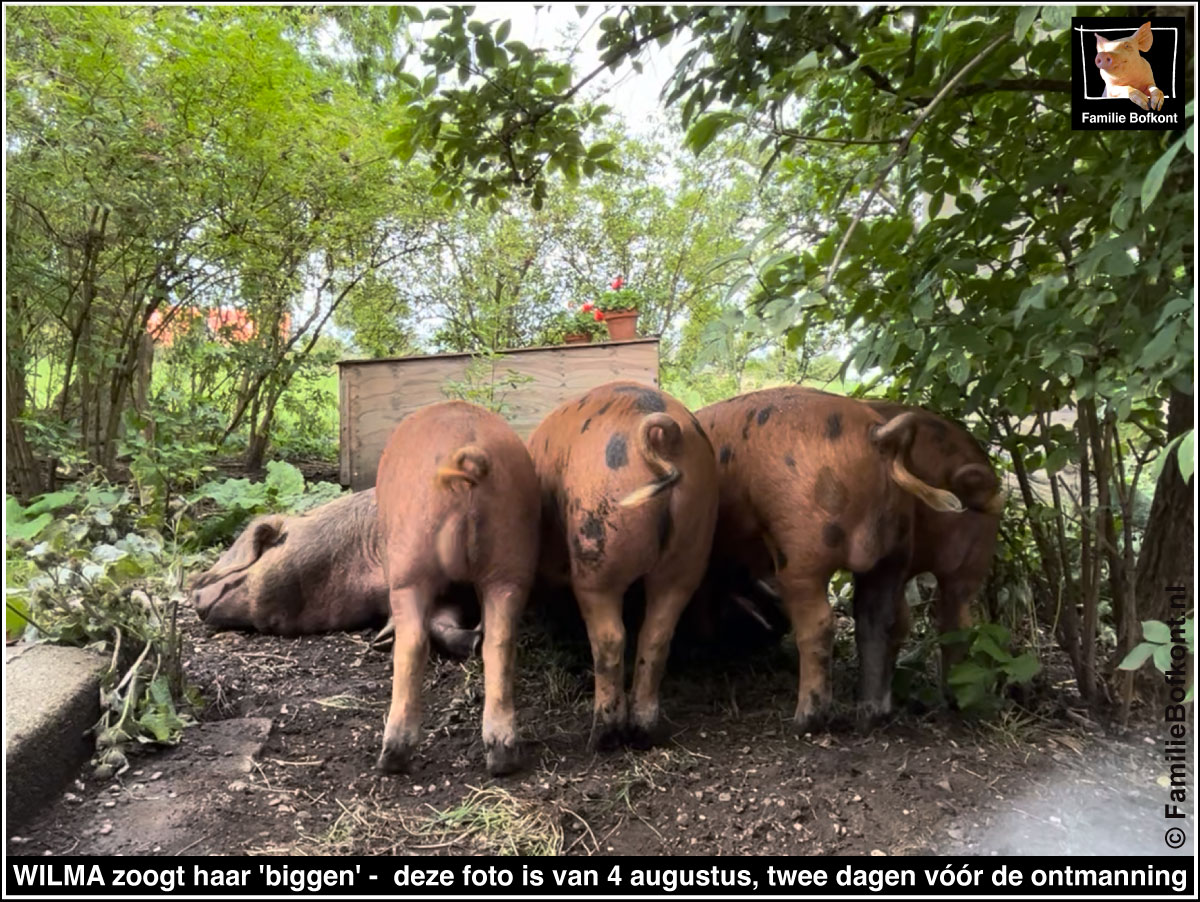 WILMA zoogt haar 'biggen' -  deze foto is van 4 augustus, twee dagen vóór de ontmanning