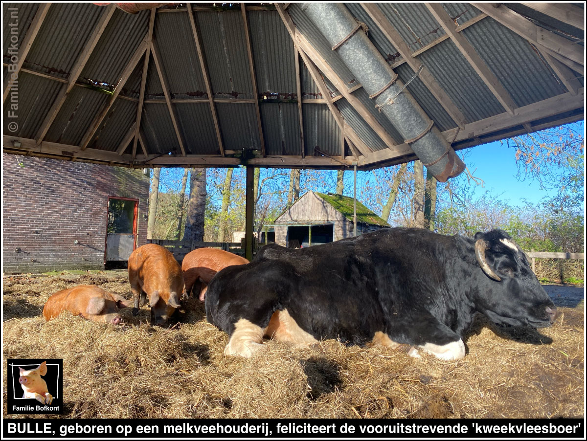 BULLE, geboren op melkveehouderij, feliciteert de vooruitstrevende 'kweekvleesboer'