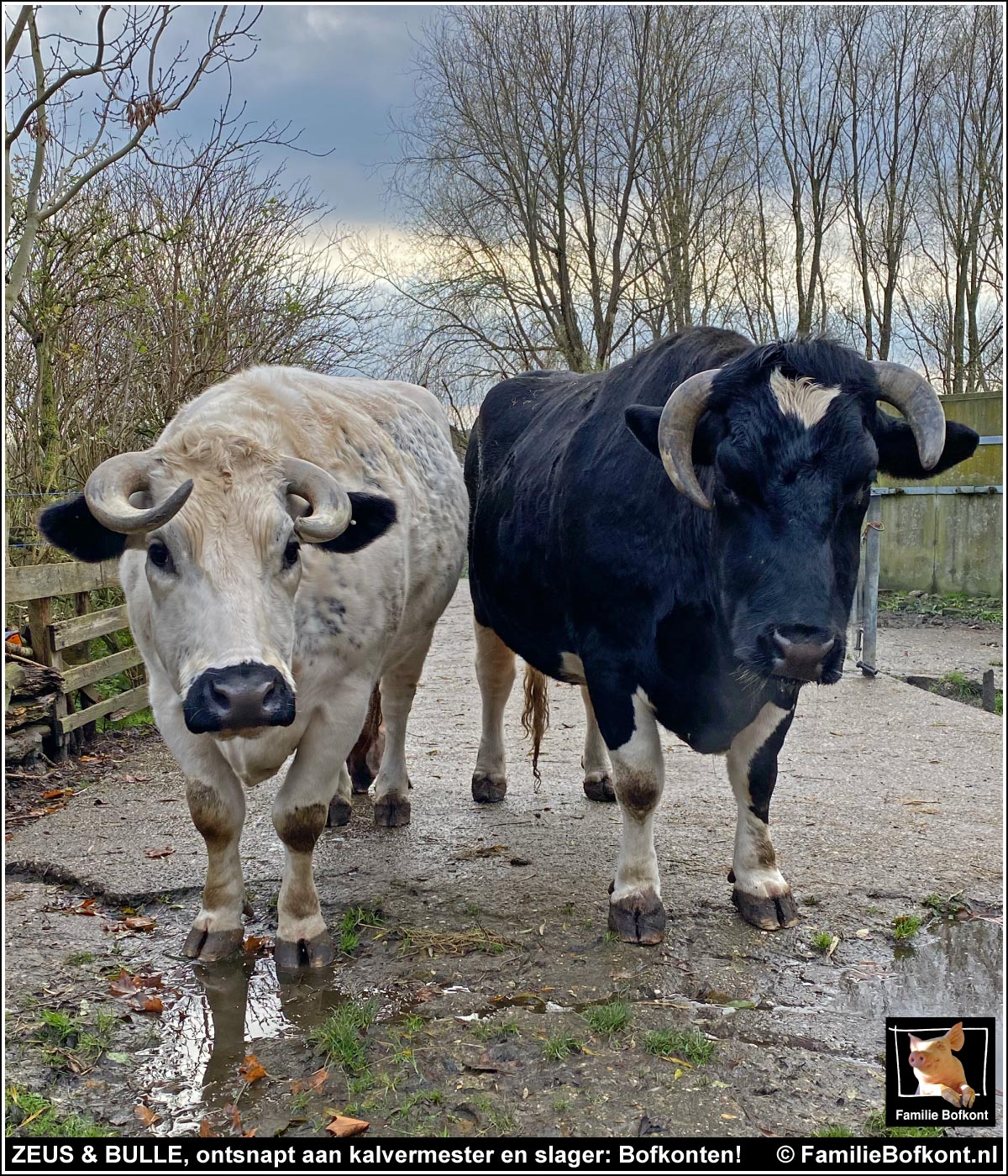 ZEUS & BULLE, ontsnapt aan kalvermester en slager: bofkonten!