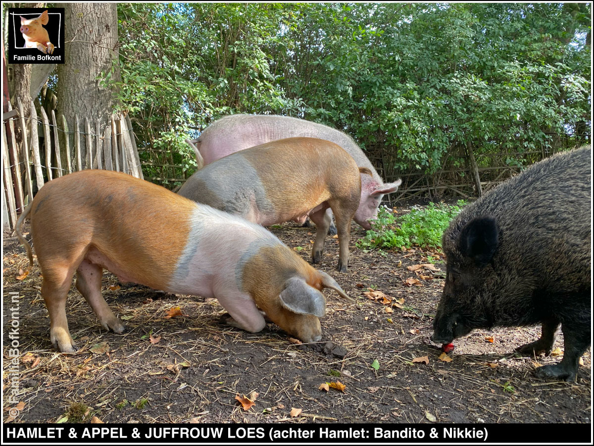 HAMLET & APPEL & JUFFROUW LOES (achter Hamlet: Bandito & Nikkie)