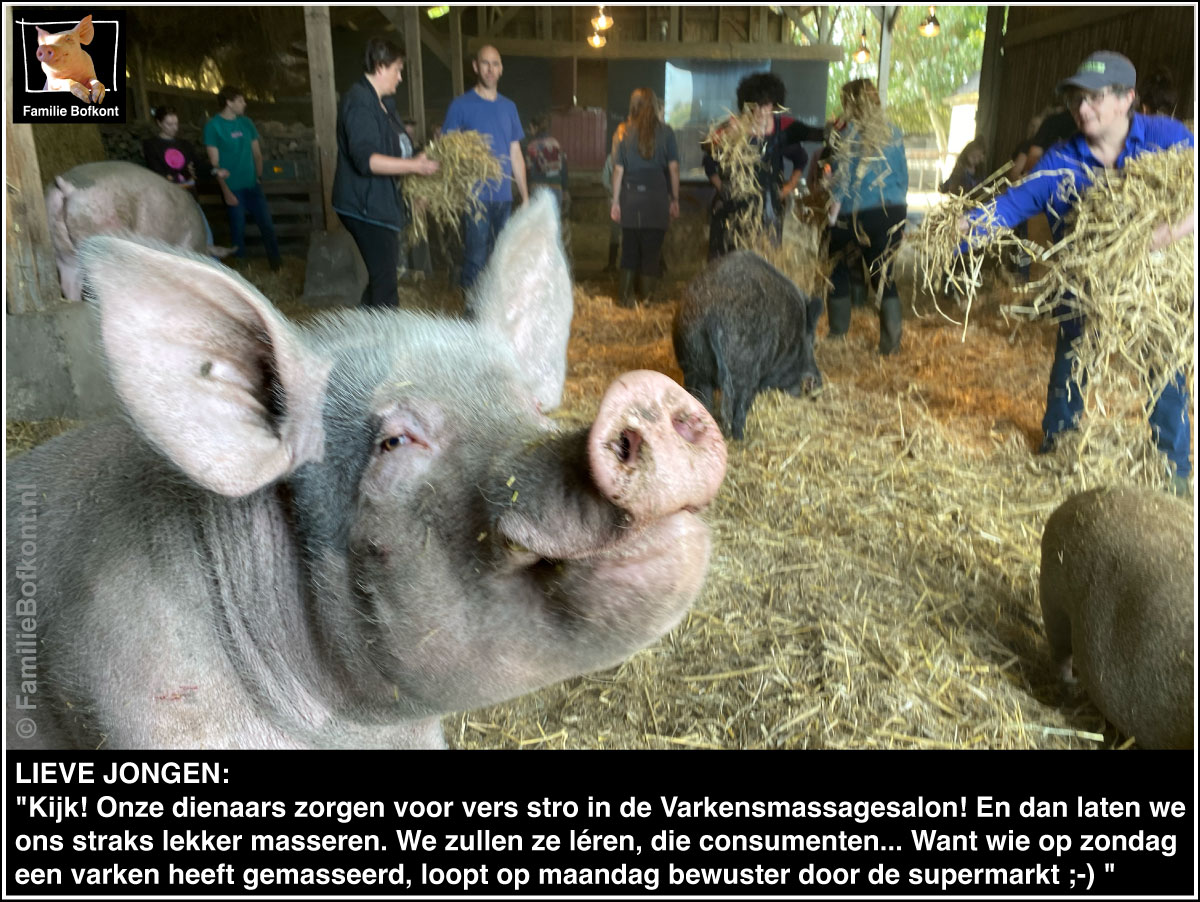 LIEVE JONGEN: Kijk! Onze dienaars zorgen voor vers stro in de Varkensmassagesalon! En dan laten we ons straks lekker masseren. We zullen ze léren, die consumenten... Want wie op zondag een varken heeft gemasseerd, loopt op maandag bewuster door de supermarkt ;-) 