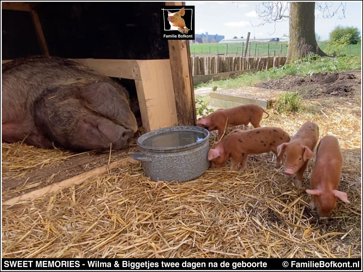 SWEET MEMORIES - Wilma & Biggetjes twee dagen na de geboorte