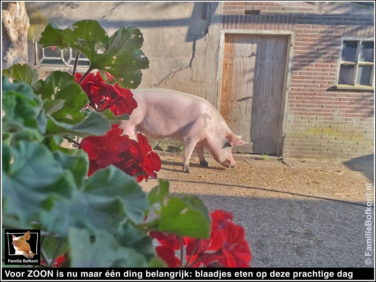 Voor ZOON is nu maar één ding belangrijk: blaadjes eten op deze prachtige dag
