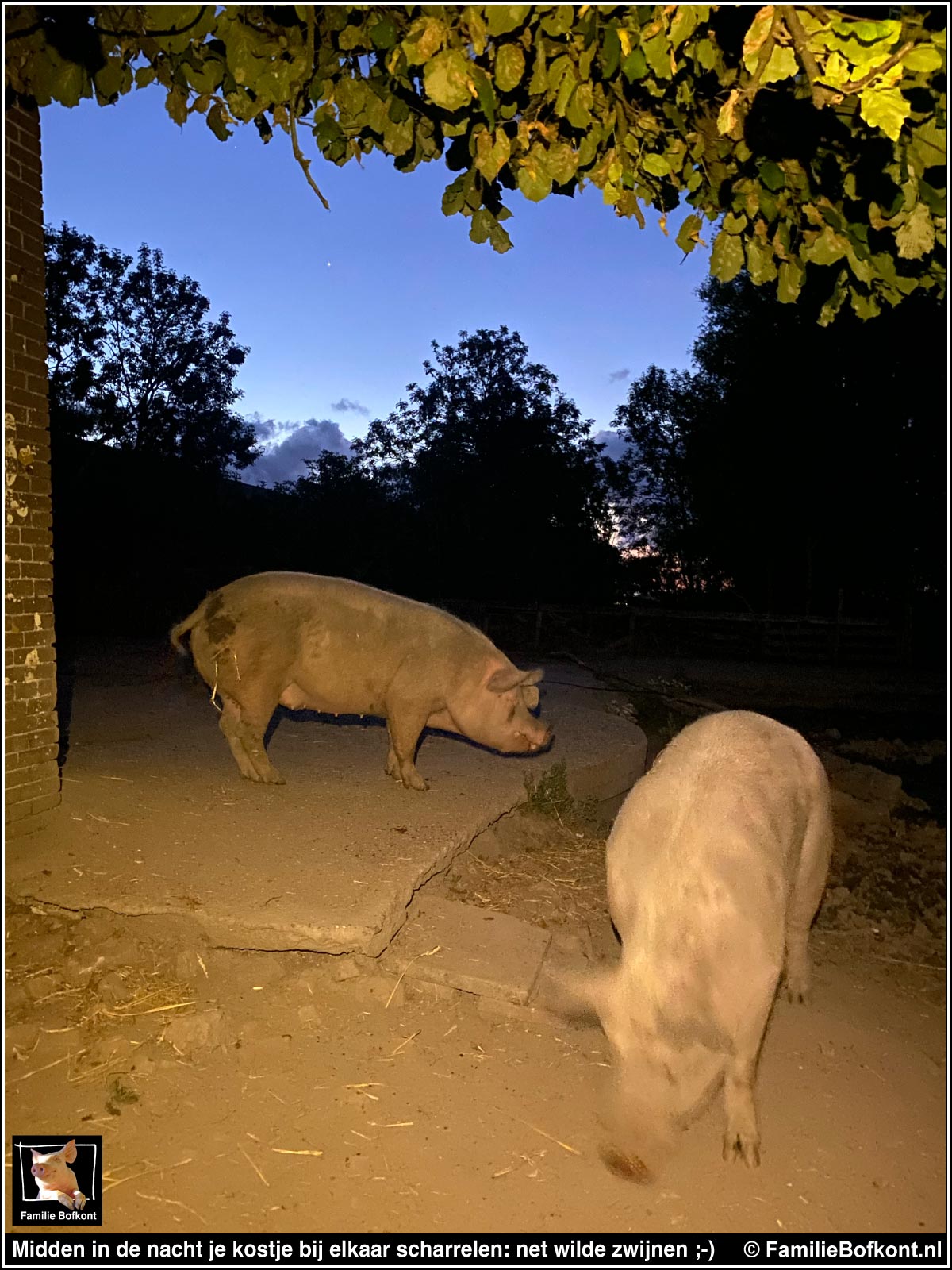Midden in de nacht je kostje bij elkaar scharrelen: net wilde zwijnen ;-)
