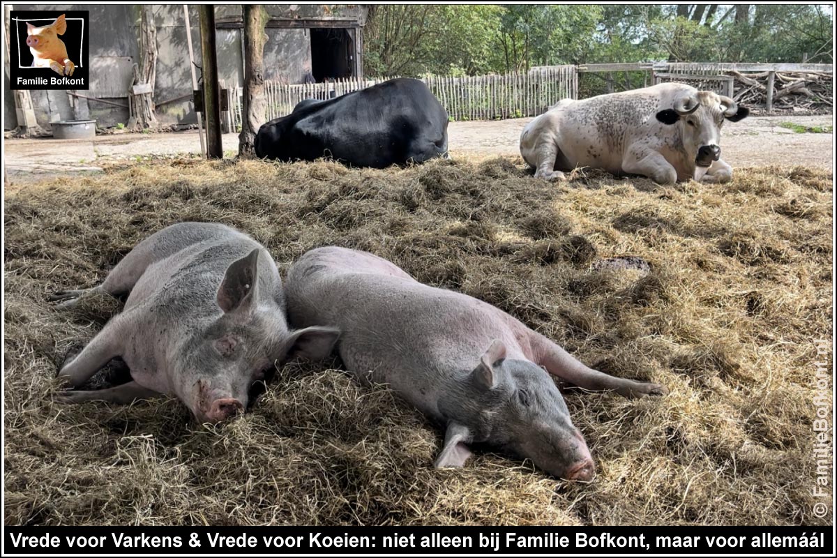 Vrede voor Varkens & Vrede voor Koeien: niet alleen bij Familie Bofkont, maar voor allemáál